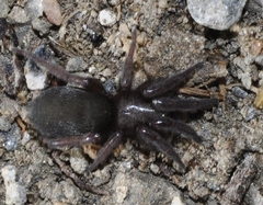 Scotophaeus scutulatus