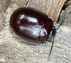 Paropsisterna morio