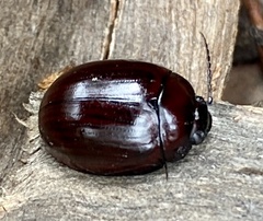 Paropsisterna morio