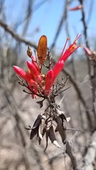 Fouquieria splendens