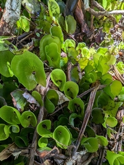 Hymenophyllum nephrophyllum