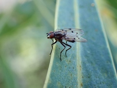 Anthomyia punctipennis