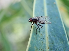 Anthomyia punctipennis