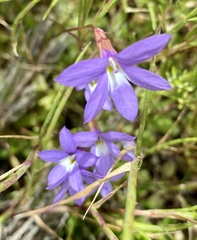 Lobelia anceps