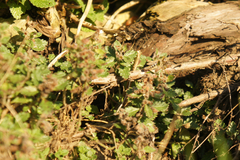 Teucrium