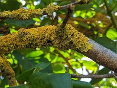Xanthoria parietina