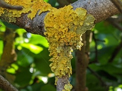 Xanthoria parietina