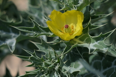Argemone mexicana