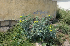Argemone mexicana