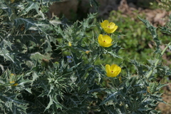 Argemone mexicana