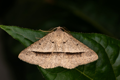 Isturgia penthearia