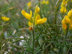 Genista michelii