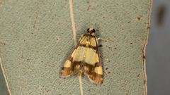 Deuterarcha xanthomela