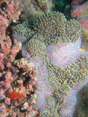 Stichodactyla mertensii