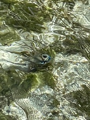 Rhinecanthus aculeatus