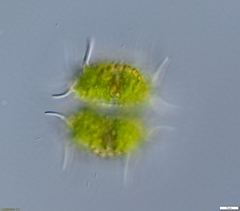 Xanthidium antilopaeum