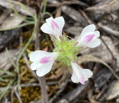 Bellardia trixago