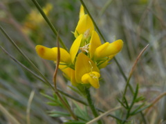 Genista michelii