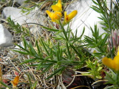 Genista michelii