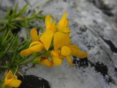 Genista michelii
