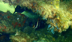 Pseudogoniistius nigripes