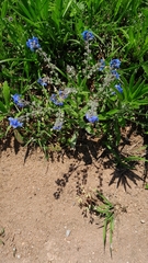 Cynoglossum amabile