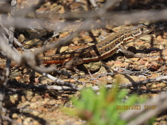 Pedioplanis lineoocellata
