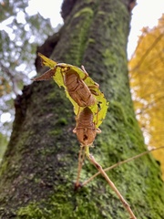 Graptopsaltria nigrofuscata