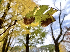 Graptopsaltria nigrofuscata