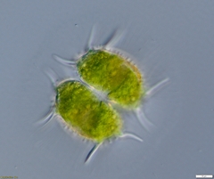 Xanthidium antilopaeum