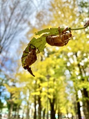 Graptopsaltria nigrofuscata