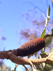 Banksia menziesii