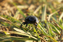 Geotrupidae