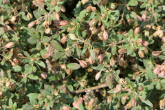 Glinus oppositifolius