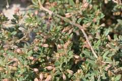 Glinus oppositifolius