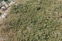 Glinus oppositifolius