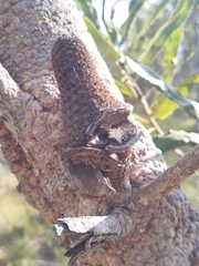 Banksia menziesii