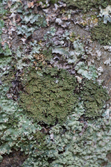 Punctelia jeckeri
