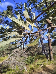 Banksia menziesii
