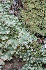 Punctelia jeckeri
