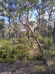Banksia menziesii