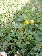 Ranunculus sardous