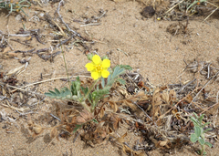 Sibbaldianthe bifurca