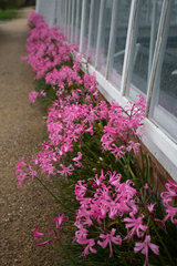 Nerine bowdenii
