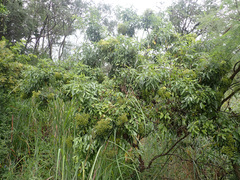 Heteromorpha arborescens abyssinica