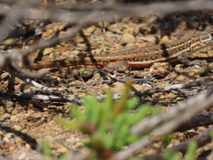 Pedioplanis lineoocellata