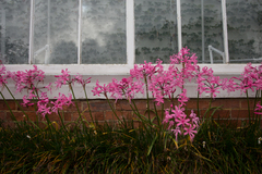 Nerine bowdenii