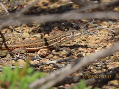 Pedioplanis lineoocellata