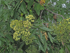 Heteromorpha arborescens abyssinica