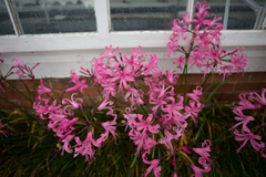 Nerine bowdenii